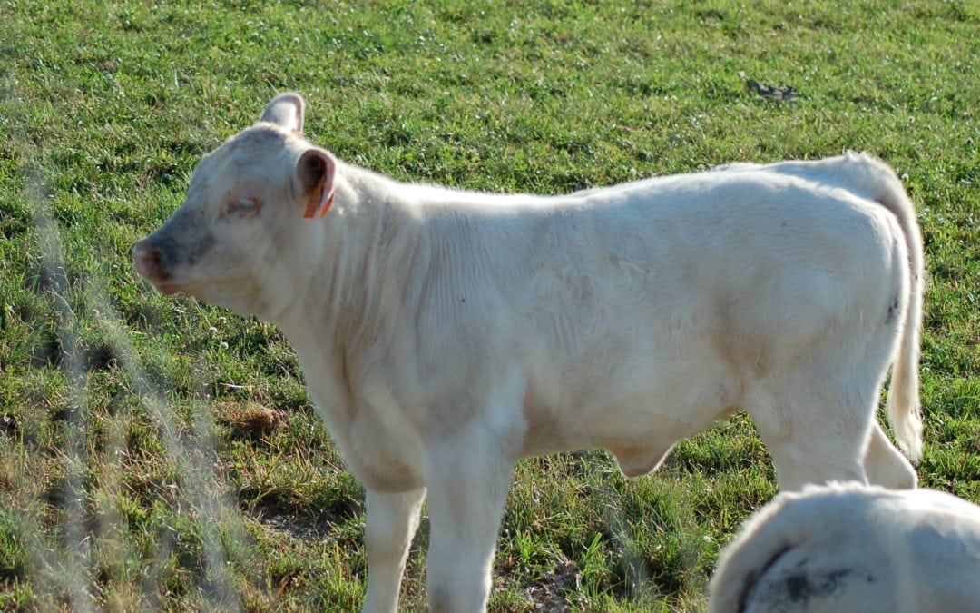 Le bien-être animal dans la Constitution belge