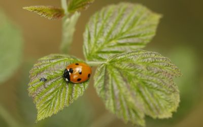 C’est la semaine de l’arbre ! Un rendez-vous à ne pas manquer ce samedi.